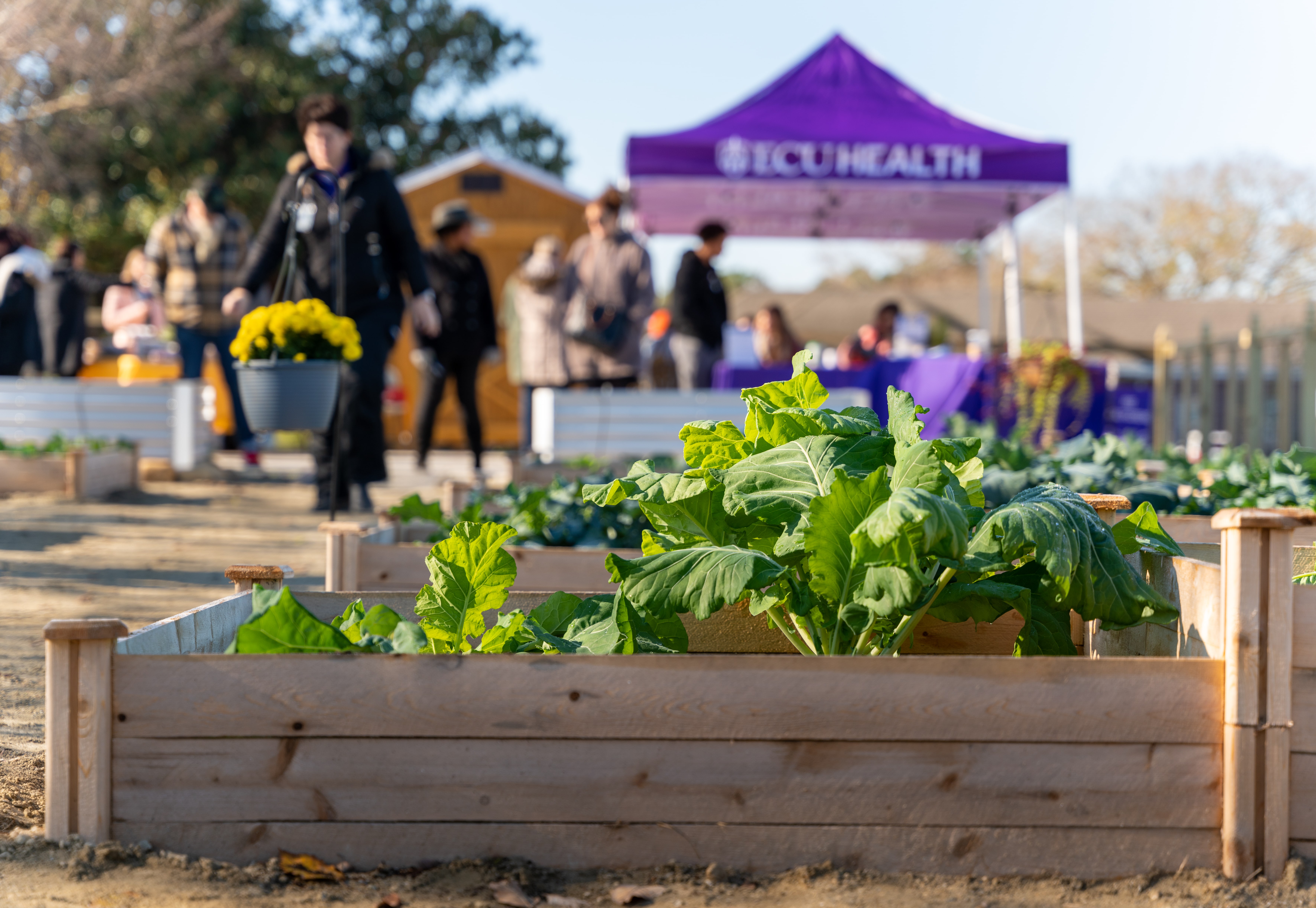 Lettuce grows tall in a wooden flower bed at the Outdoor Classroom Garden at ECU Health Wellness Center - Washington.