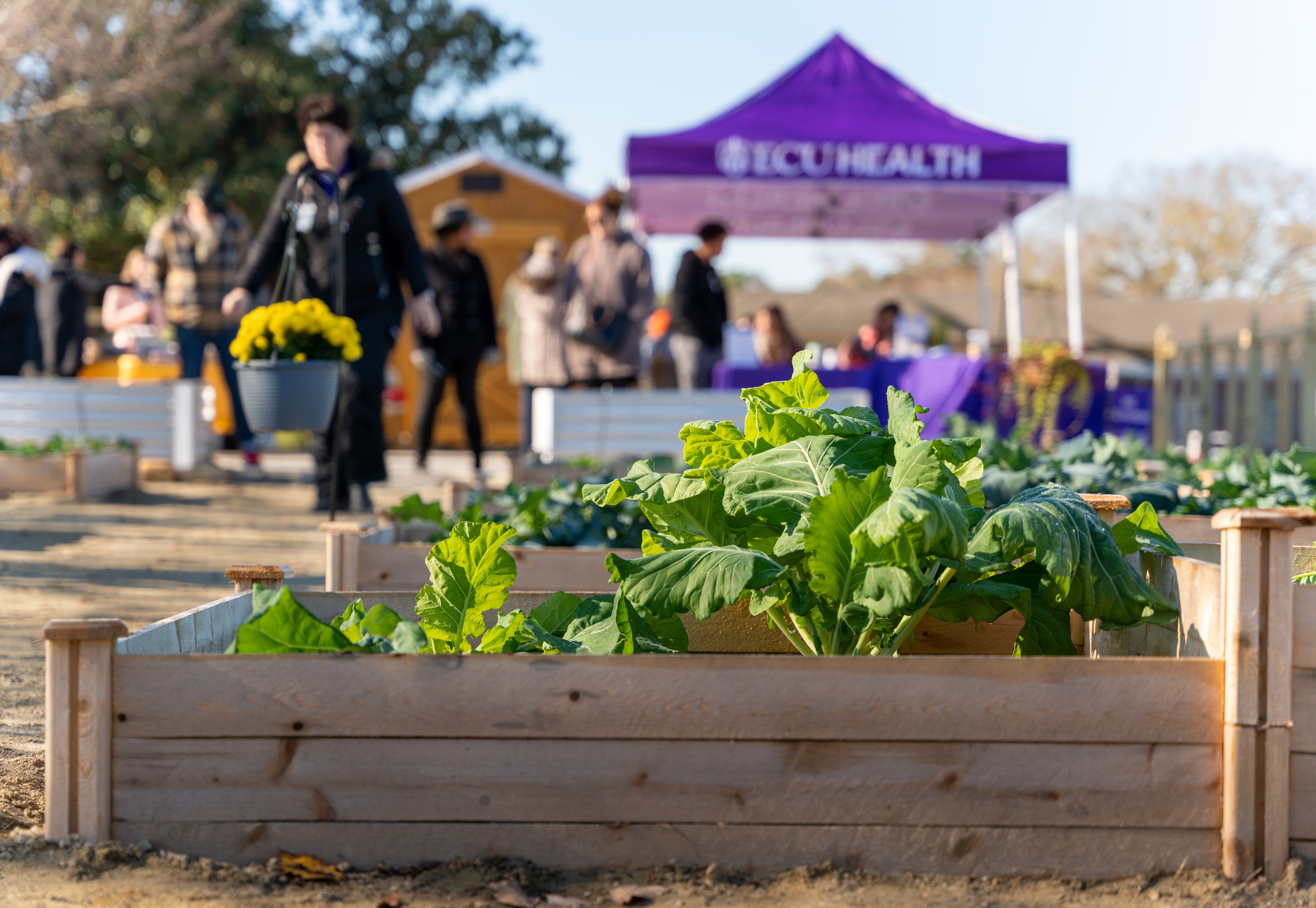 OutdoorClassroomGarden-Beaufort-1037 Lettuce grows tall in a wooden flower bed at the Outdoor Classroom Garden at ECU Health Wellness Center - Washington.