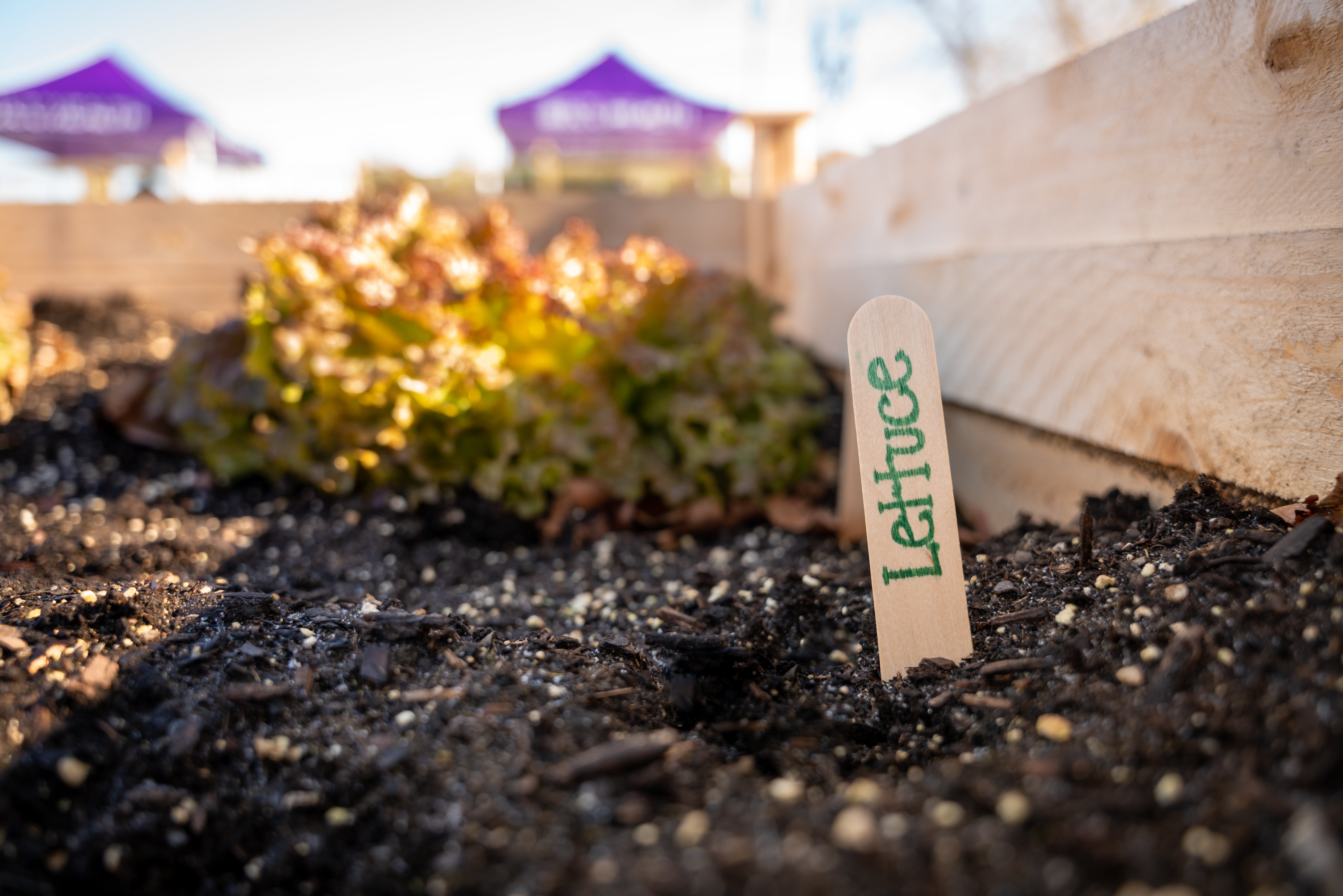 A popsicle stick is shown in dirt with "lettuce" written on it, indicating that lettuce is growing in the garden.