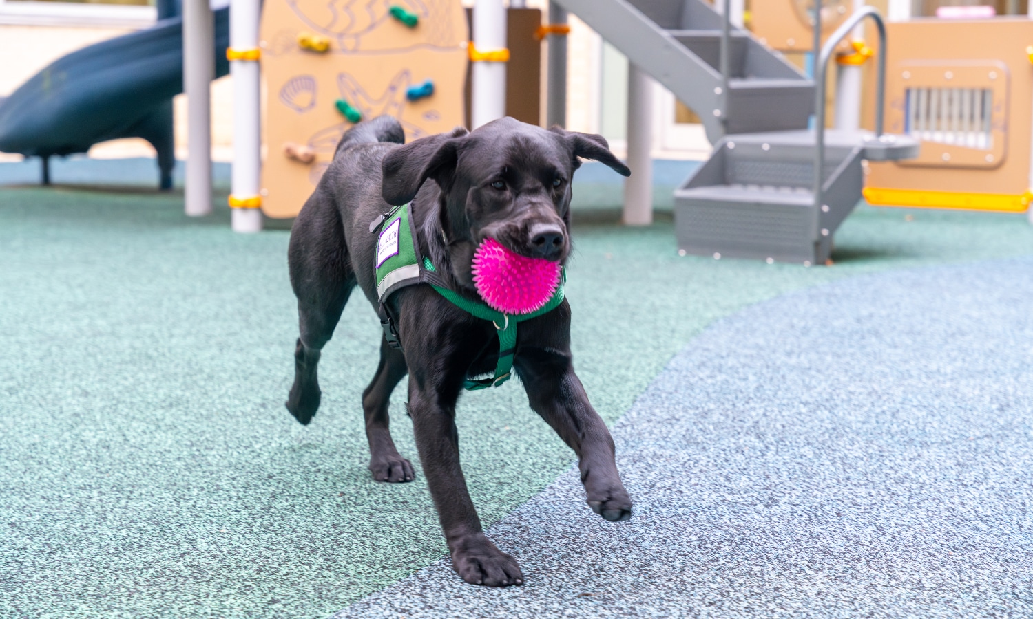 Maynard Canine Crew's dog, Sam, runs with a ball in her mouth on the playground at Maynard Children's Hospital.