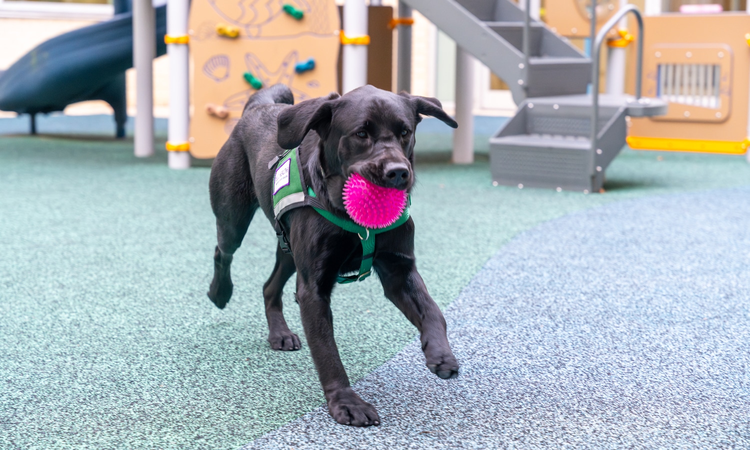 MCH-CanineCrew-Sam-1947 Maynard Canine Crew's dog, Sam, runs with a ball in her mouth on the playground at Maynard Children's Hospital.