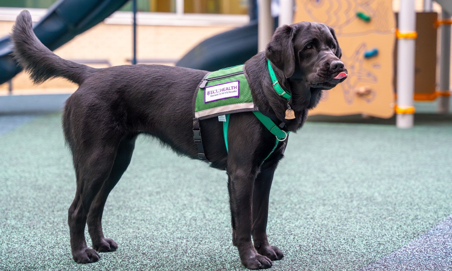 Sam, a therapy dog with the Maynard Canine Crew, stands on the playground at Maynard Children's Hospital.