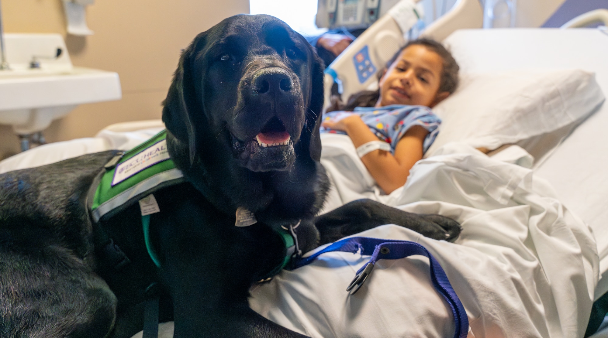 The Maynard Canine Crew's dog, Sam, lays on a patient's bed.